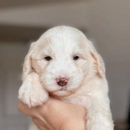 Solstice, Girl - Yellow and white female Bernedoodle puppy in Maricopa, Arizona from Desert Ridge Doodles