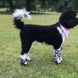 Leilani - Goldendoodle puppy in Chesnee, South Carolina from Pampered Paws Unlimited