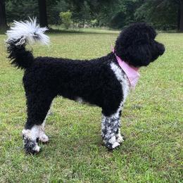 Leilani - Goldendoodle puppy in Chesnee, South Carolina from Pampered Paws Unlimited