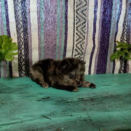 Pocahontas - Tri-colored female Pomeranian puppy in Ada, Oklahoma from Once Upon A Puff