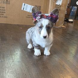 Hopper - Blue merle and white male Cardigan Welsh Corgi puppy in Des Plaines, Illinois from Ataraxis Cardigan Welsh Corgis