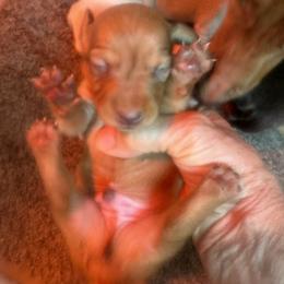 Boy 2 - Red male Dachshund puppy in Polo, Missouri from Blue Tails Farm