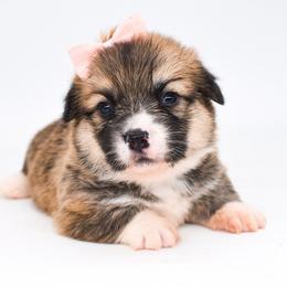 Auren - Sable female Pembroke Welsh Corgi puppy in San Antonio, Texas from Moxxi's Legacy Corgis