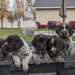 Wirehaired Pointing Griffon puppies from Mountain River Griffons
