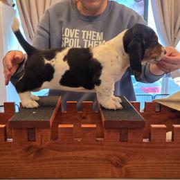 Minna - Black brown and white female Basset Hound puppy in Greenleaf, Idaho from Happy Acre Bassets