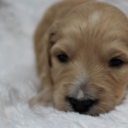 Bernedoodle and Goldendoodle Puppies from Paramount Family Doodles