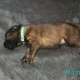 Mint - Mahogany and black female Belgian Tervuren puppy in Merrill, Michigan from Reves Vifs Belgian Shepherds