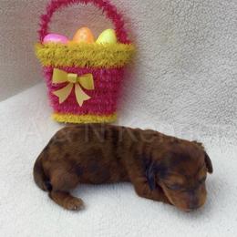 Male 3 - Dapple male Dachshund puppy in Brandon, Mississippi from A & N Kennels