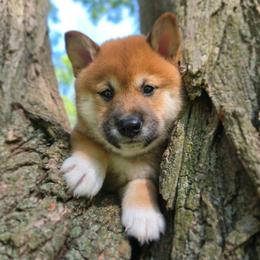 Mochi - Red male Shiba Inu puppy in Carpentersville, Illinois from Veronika's Shiba Inus