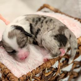 Pink collar - Blue merle female Aussiedoodle puppy in 32046, Florida from River Hill Ranch