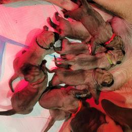 Stevie Nicks (orange) - Fawn female Mastiff puppy in Conroe, Texas from Southern Star English Mastiffs