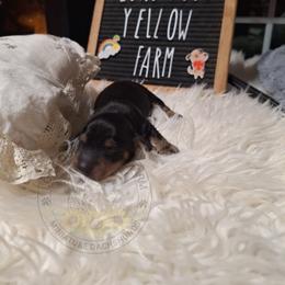 Two Black and Tan - Black and tan male Dachshund puppy in Gordon, Georgia from Long Dogs Yellow Farm