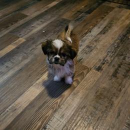 SCBoy 1 - Sable and white male Shih Tzu puppy in Meridian, Oklahoma from Crazy Love Kennels