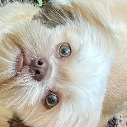 Shih Tzus from Lion's Mane Shih Tzu