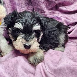 Blue - Black and silver male Miniature Schnauzer puppy in Sevierville, Tennessee from A&J Miniature Schnauzers