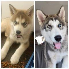 Siberian Husky Puppies from Dixie's Siberians