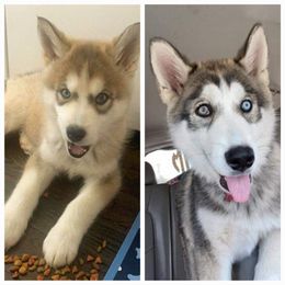 Siberian Husky Puppies from Dixie's Siberians