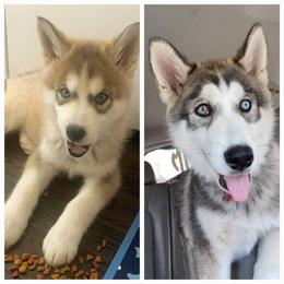 Siberian Husky Puppies from Dixie's Siberians