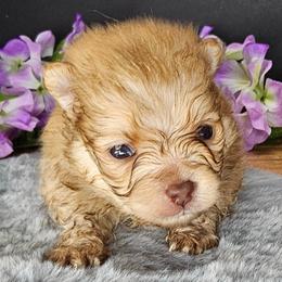 Pepper's Already Gone - Arlo - Orange sable male Pomeranian puppy in Plant City, Florida from Pepper's Pomeranians