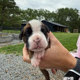 Yellow - Fawn female Boxer puppy in Jamesville, New York from Reynolds Homestead Boxers