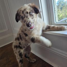 Britannia - Red merle female Australian Shepherd puppy in Wrightsville, Georgia from Wild Magnolia Farms Aussies