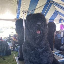 Jade - Black Russian Terrier