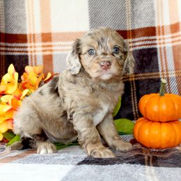 Lorelei - Merle female Cockapoo puppy in Morgan County, West Virginia from 'Capon Cuties