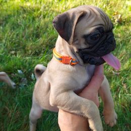 (white) boy - Fawn male Pug puppy in Rochester, New York from Natalia's Pugs