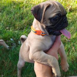(white) boy - Fawn male Pug puppy in Rochester, New York from Natalia's Pugs