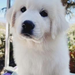 Coral - Red - White and badger female Great Pyrenees puppy in San Diego, California from McCarthy Ranchette LLC