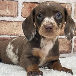 Pixie - Dapple female Dachshund puppy in Industry, Illinois from KDKs Kennels