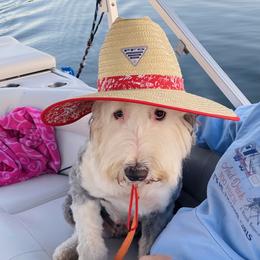 Willow - Old English Sheepdog