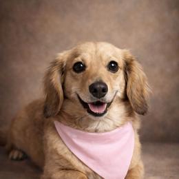 Allie - Dachshund