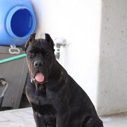 Corazon Valiente Di Valentina aka Chiquito - Black brindle male Cane Corso puppy in Bakersfield, California from Valentina Cane Corso