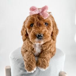 Hem - Apricot female Goldendoodle puppy in Jamestown, Kentucky from Milk & Honey Doodles