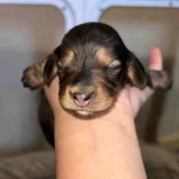 Boy 2 - Black and cream male Dachshund puppy in Salisbury, North Carolina from Shy’s Teenie Weenies
