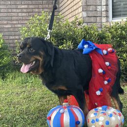 Hana - Rottweiler
