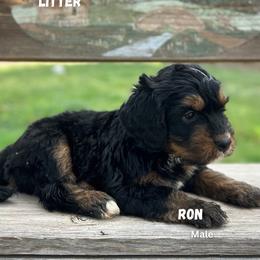 Ron - Phantom male Bernedoodle puppy in Thatcher, New Mexico from Brush Fire Doodles