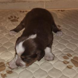 Girl 4 - Red tri-color female Australian Shepherd puppy in Jersey Shore, Pennsylvania from Lone Tree Aussies