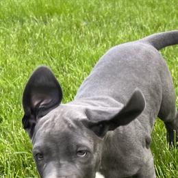 Great Dane Puppies from BkB’s House of Danes