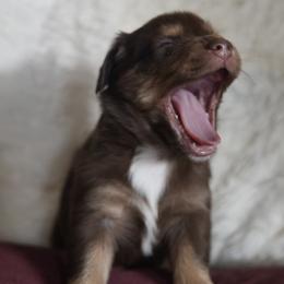 Miniature Australian Shepherd Puppies from Moss Hill Aussies