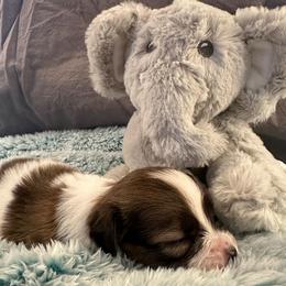 Ringo - White and sable male Papillon puppy in Central Florida, Florida from Sunshine Papillons Central Florida