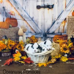 Pomsky Puppies from Oceanway Pomskies