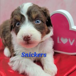 Snickers - Brown and white male Aussiedoodle puppy in Boonville, North Carolina from Branch Creek kennels