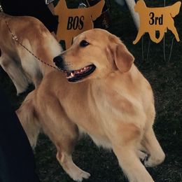 Golden Retrievers from Rainbow Goldens