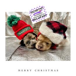 Dachshund Puppies from DTR