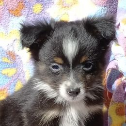Toy Australian Shepherds from Lynda's Aussies
