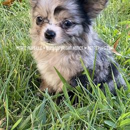 Chihuahua Puppies from Petite Pups LLC