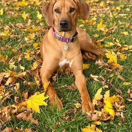 Rhodesian Ridgeback Puppies from Supernova Ridgebacks