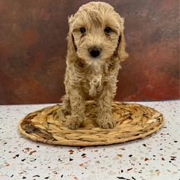 Marzipan - Buff female Cockapoo puppy in Beresford, South Dakota from DAKOTA DOOD RANCH